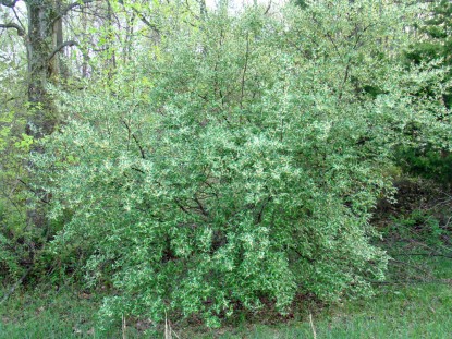 eleagnus bush