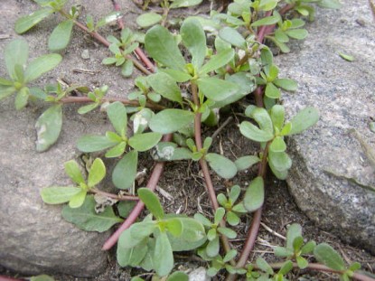 Purslane, a New Discovery!