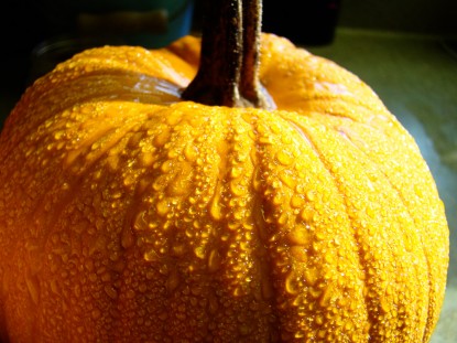 pumpkin with dew
