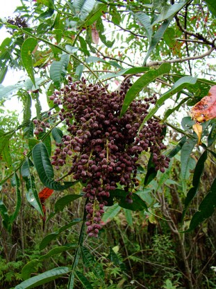 sumac berries