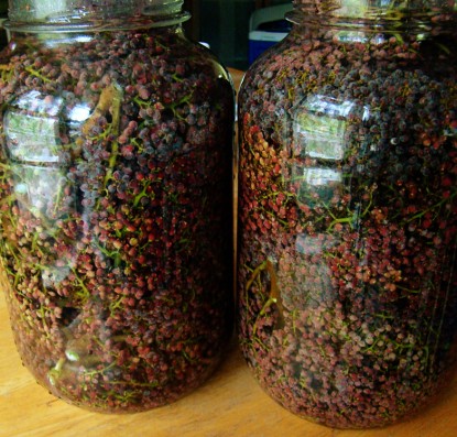 sumac berries soaking