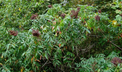 sumac shrubs