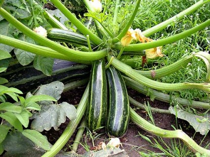 Zucchini Appetizer