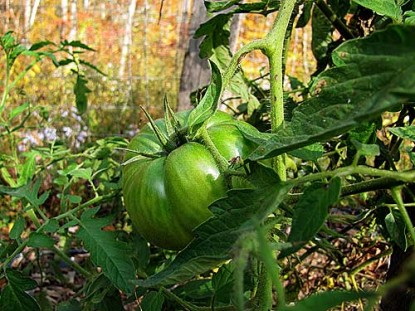 Green Tomato Mincemeat Pie Filling