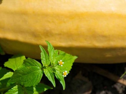 Squash Casserole