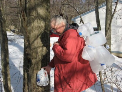 Maple Sap gathering