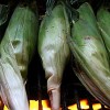 Corn Grilled in the Husk