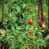 Roasted Roma Tomatoes