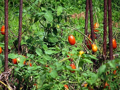 Roasted Roma Tomatoes