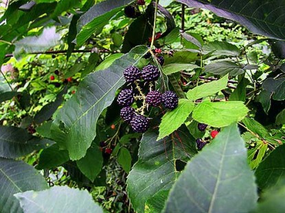 Berry Jam (By the Cup)