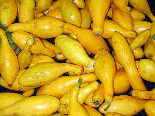 Pickle That Squash! - Farm Bell Recipes