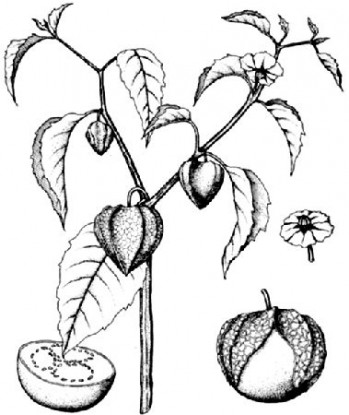 PIC 2 botanical drawing_tomatillo_