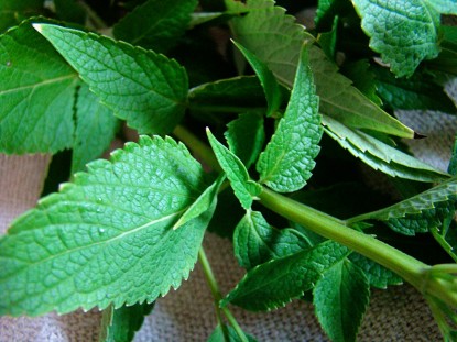 anise-hyssop-leaves