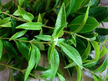 lemon-verbena