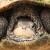 Profile photo of Turtle Mom