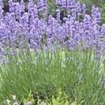 Profile picture of lavendergardencottage