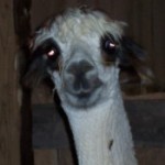 Profile picture of alpacamomma