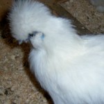 Profile picture of chickstodo