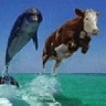 Profile picture of whaledancer