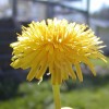 Dandelion Syrup